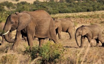 Car rental in Qatar eases family travel woes