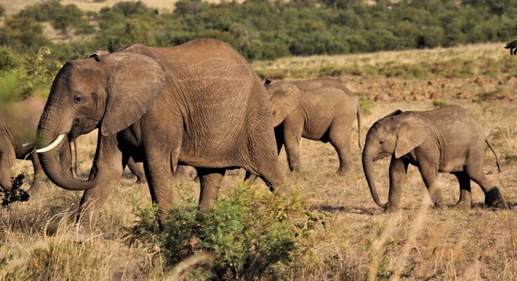 Car rental in Qatar eases family travel woes